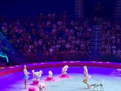 -海合安武汉极地海洋公园