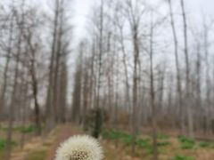 -合肥滨湖国家森林公园