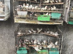 -溪岸路花鸟市场