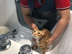 -宠小格时尚宠物生活馆(唐镇店)