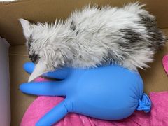 -贝康宠物医院·犬猫全科·小动物特色诊疗中心(东环路店)