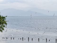-深圳湾公园(南山区)
