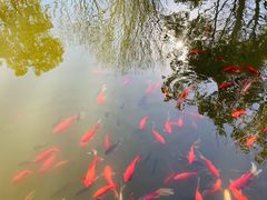 -龚家花园农家乐休闲别墅