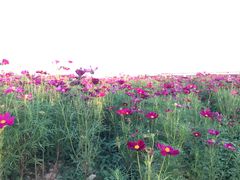 -枫林花海