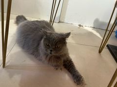 -平行世界·猫咖(首经贸店)