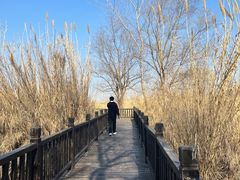 -泗洪洪泽湖湿地景区