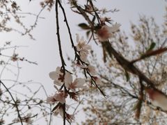 -桃花堤公园
