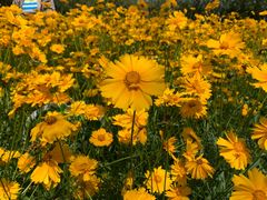 -大兴滨河森林公园