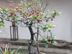 -成都杜甫草堂博物馆