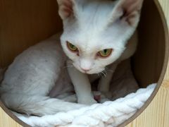 -猫小院猫主题咖啡厅(北锣店)