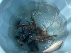 -小猫钓鱼海钓俱乐部(椰梦长廊店)