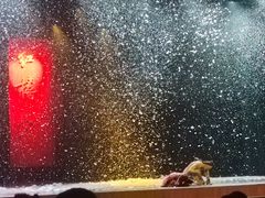 -北京大学百年讲堂