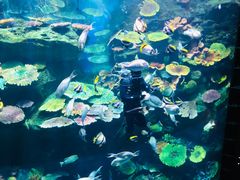 景点-暹罗海洋世界