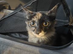 -爱诺耐芙动物医院(万博店)