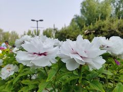 -莲花池公园