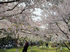-红领巾学校