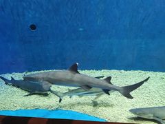 -华夏文旅海洋公园