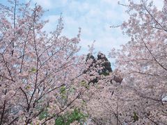 -武汉大学-樱园