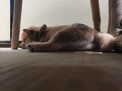 -逗柴咖啡屋·狗咖猫咖宠物桌游