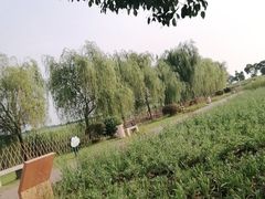 -西京湾花海