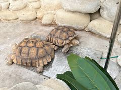 -南宫五洲植物乐园