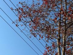 -嘉北郊野公园