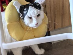 -瑞派·关忠动物医院·猫专科·犬专科(三环新城店)