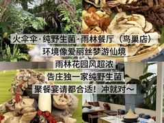 -西双版纳原始森林公园