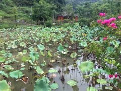 -靖西鹅泉风景区