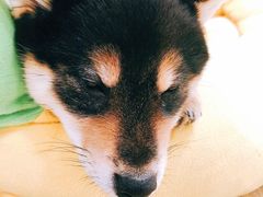 -逗柴咖啡屋·狗咖猫咖宠物桌游