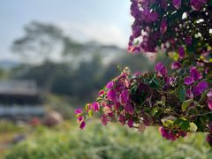 -广州市白云山风景名胜区