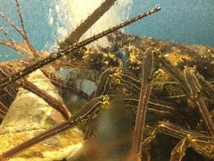 -蒸気海鮮