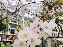 -高东镇樱花园