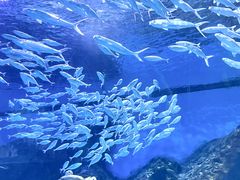 -海合安武汉极地海洋公园