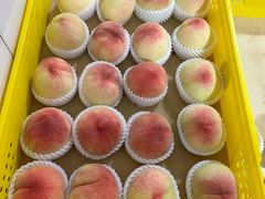 -老袁家蜜桃农场·阳山水蜜桃