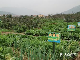 从十一长假就再也没去菜地摘菜