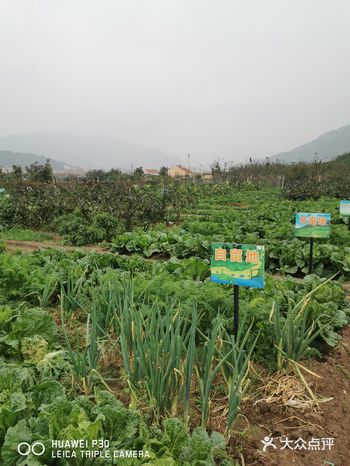 从十一长假就再也没去菜地摘菜