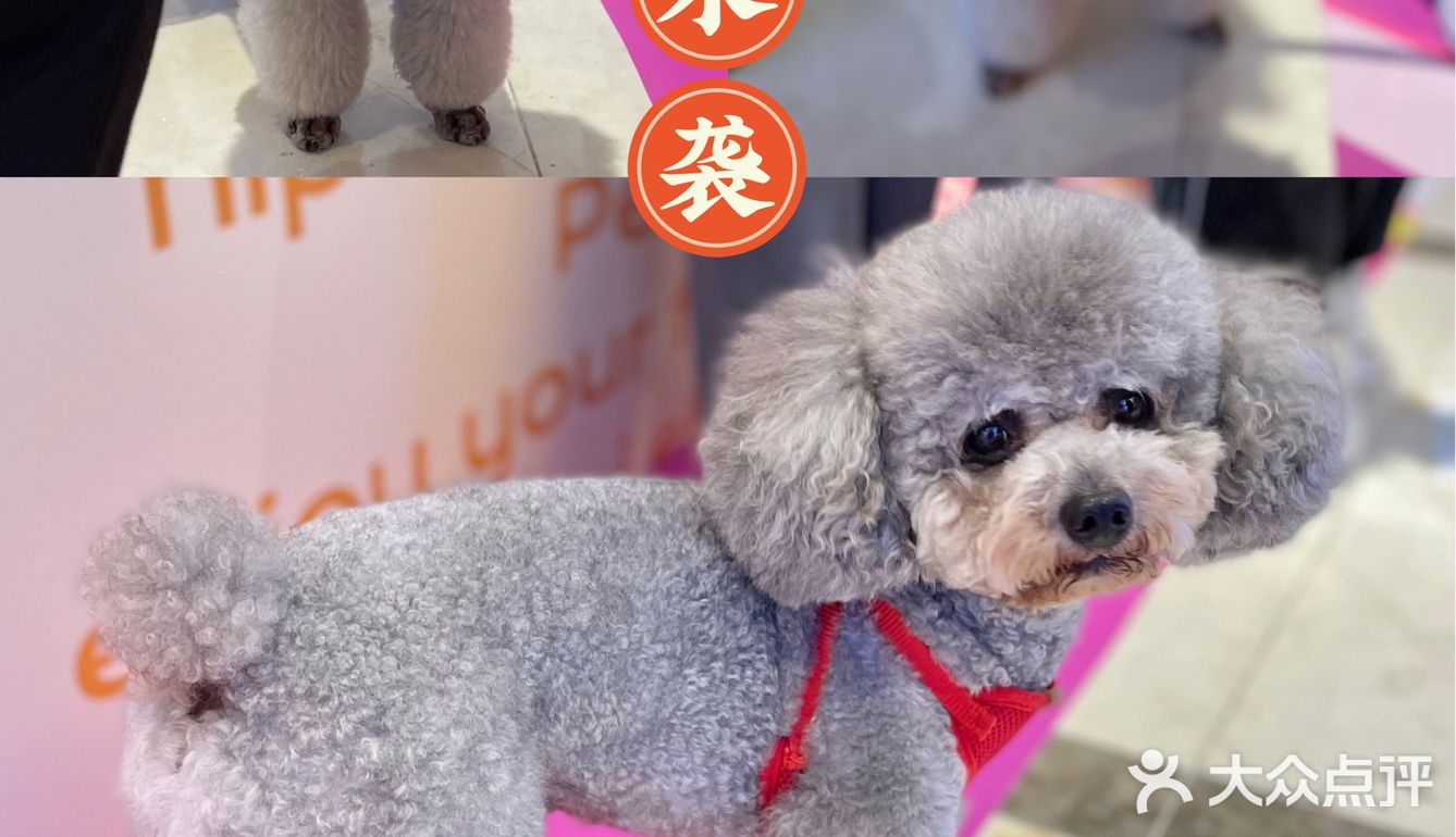 茂业百货萌宠无限丨ta们陪你过