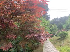 -铁山坪森林公园