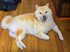 -佳雯宠物医院·皮肤科·内外科(春晓路分院)