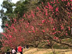 -南国桃园旅游度假区