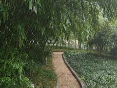 -菊花台公园