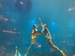 -涛·海底餐厅·美人鱼·自助餐·海底隧道(三亚海棠湾洲际度假酒店)
