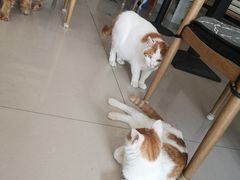 -平行世界·猫咖(首经贸店)