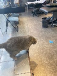 -飛凡TATTOO纹身•原创