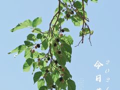 -御林古桑园