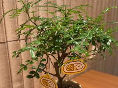 -CURRY YA 熟成咖哩專門店(深圳湾万象城店)