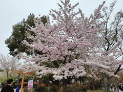 -顾村公园