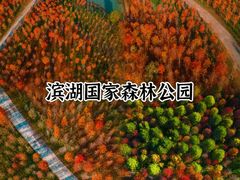 -合肥滨湖国家森林公园
