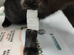 -伟伟宠物医院·CT影像中心·瑞派犬猫综合性门诊(汉口总院)